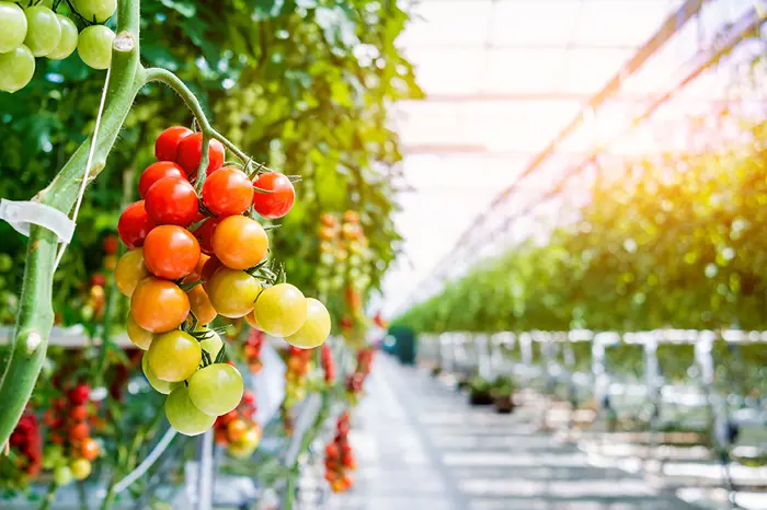Horitculture Lighting with Optisolis LEDs